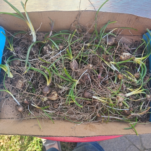GRAPE HYACINTH BULBS 150 for $40 - Picture 4 of 4
